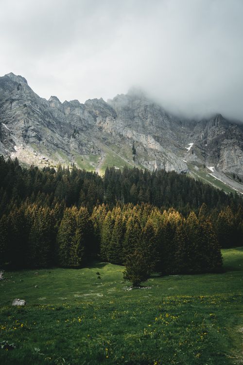 Free Stunning view of Swiss mountains with a lush pine forest under overcast skies. Stock Photo