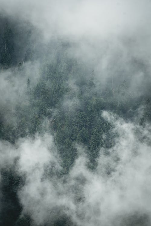 Free Clouds above Forest Stock Photo