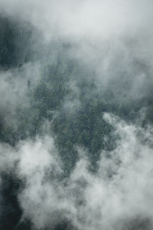 Free A serene aerial shot of a mist-covered pine forest in Switzerland. Perfect for nature enthusiasts. Stock Photo