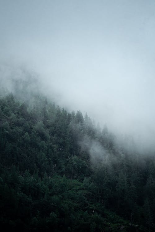 Foto d'estoc gratuïta de amb boira, arbres, bosc