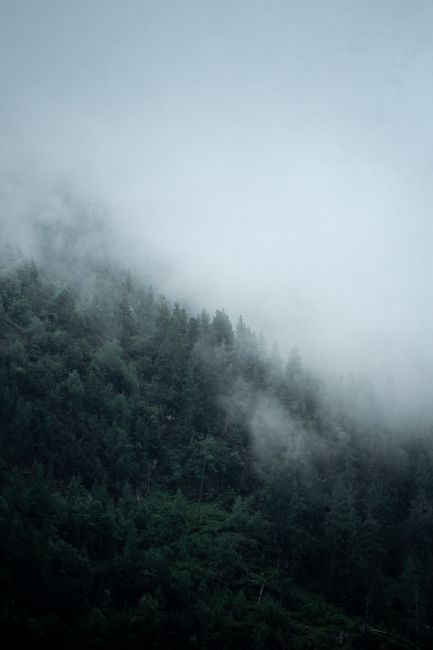 A foggy, atmospheric view of a dense forest in Ormont-Dessus, Switzerland.