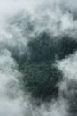 A Forest under White Clouds