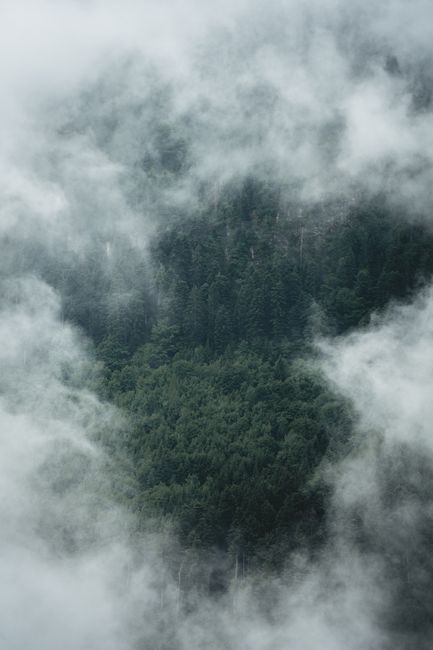 A serene aerial perspective of a fog-enshrouded forest in Switzerland, exhibiting natural tranquility.