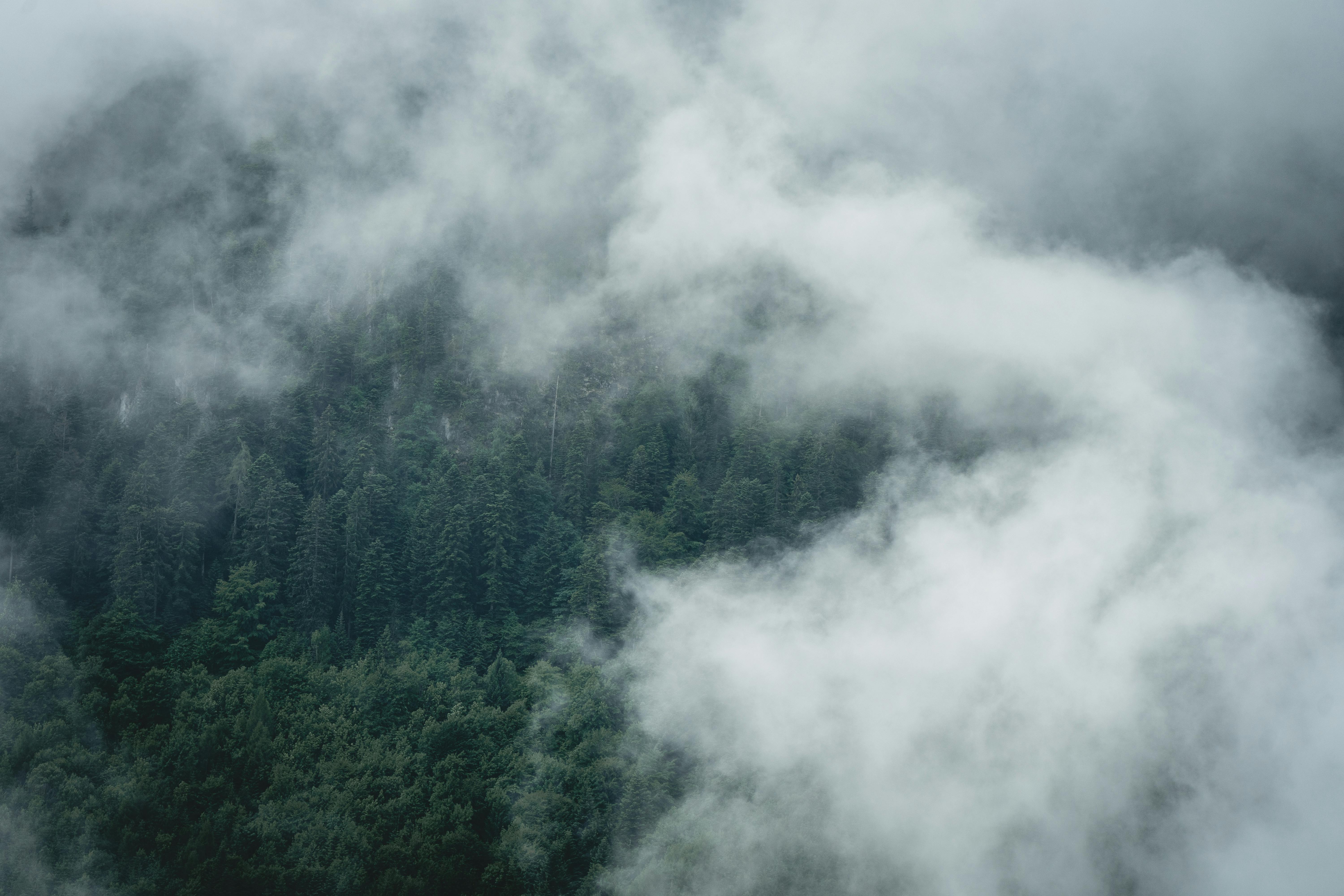 Aerial Photography of Foggy Green Trees in the Forest · Free Stock Photo