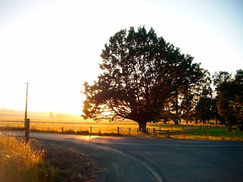 Silhouette of a Tree beside a Road during Sunset