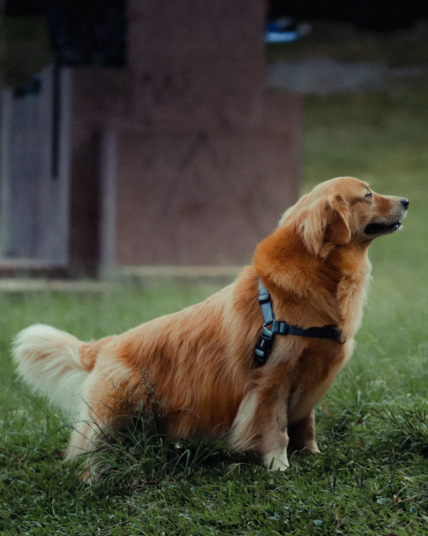 Golden Retriever wearing a harness while standing on grass