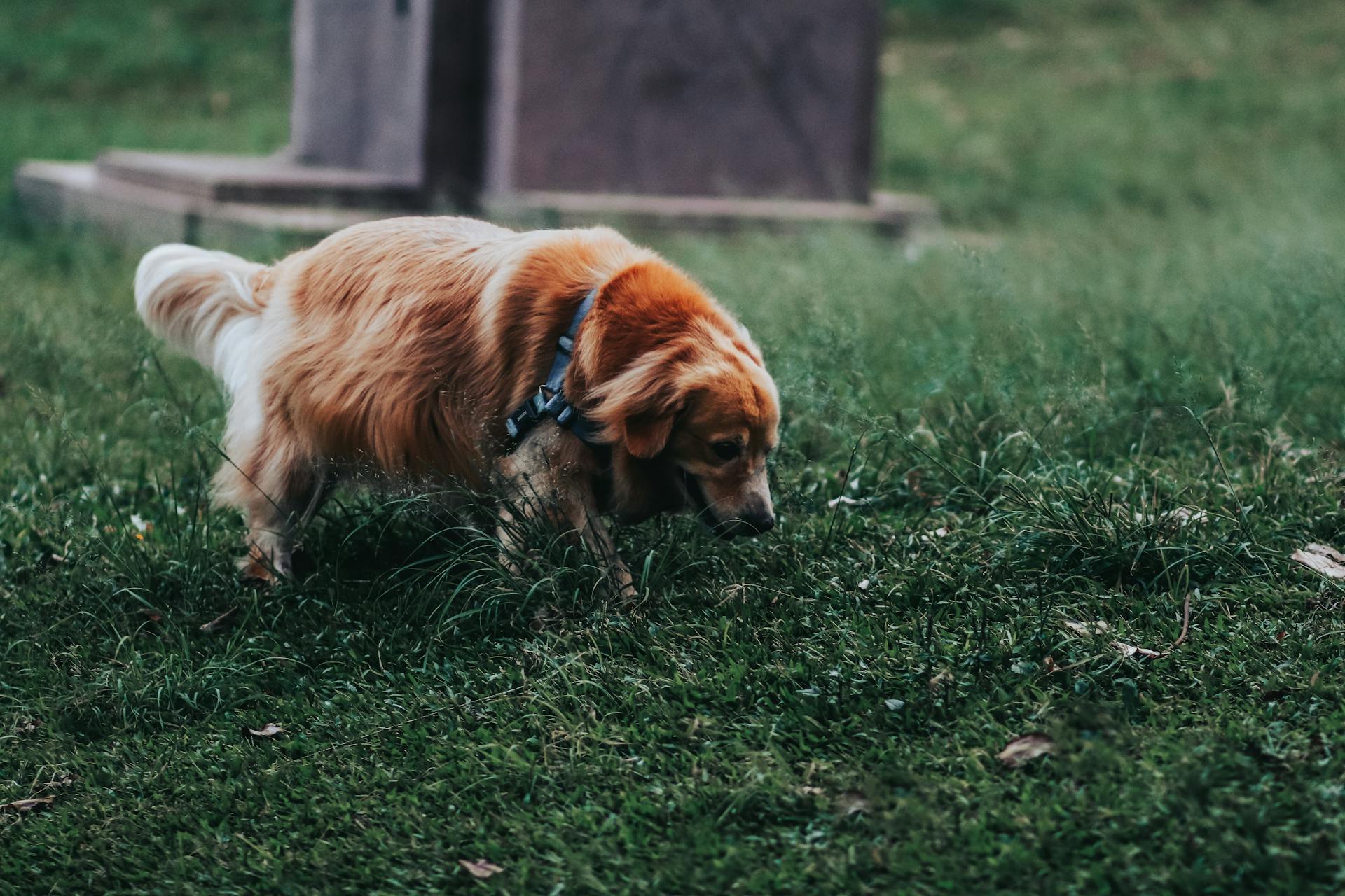 Brown Dog on the Grass Field