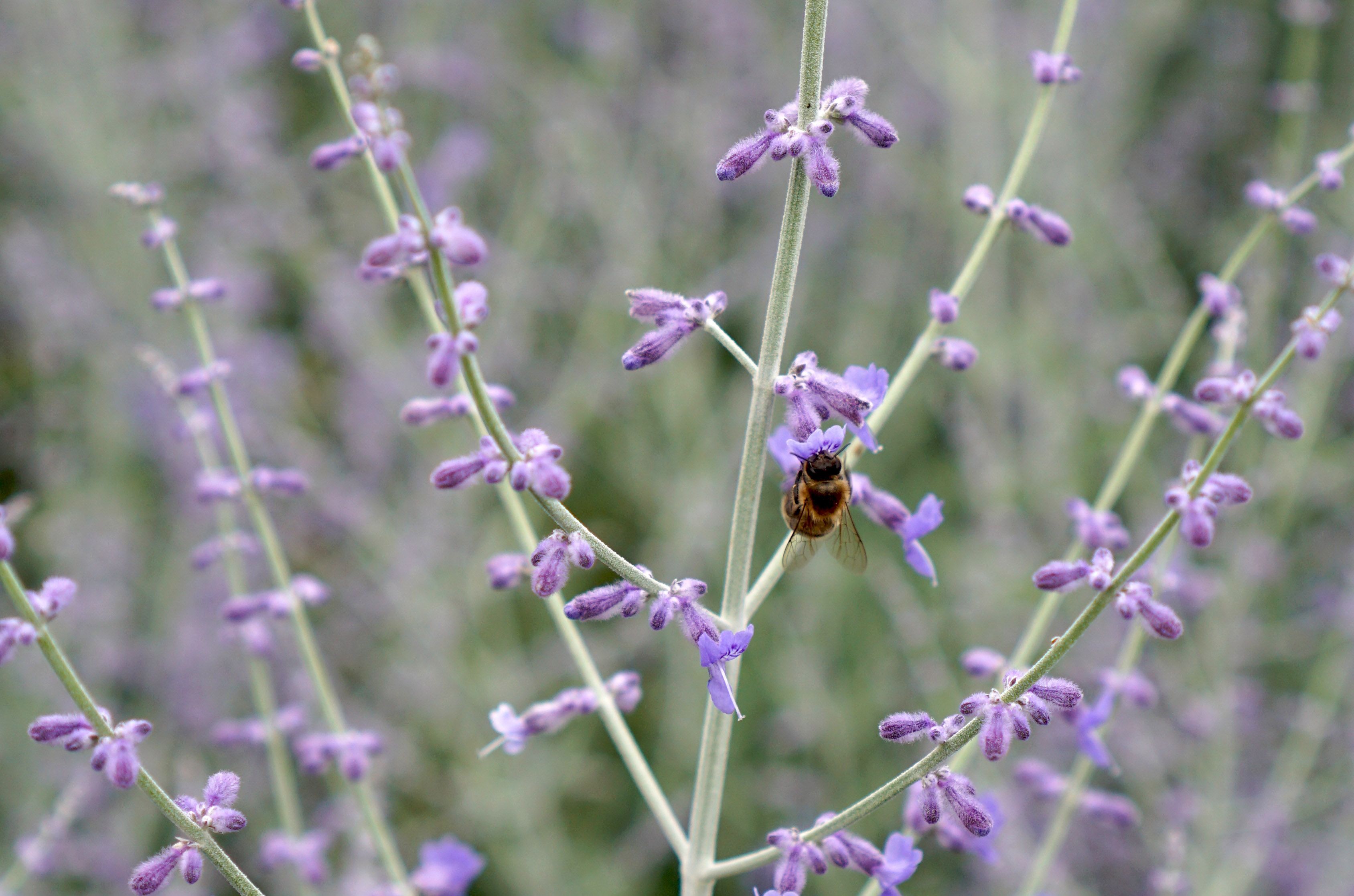 Close-up of a bee pollinating delicate lavender Russian sage flowers in a serene garden setting.