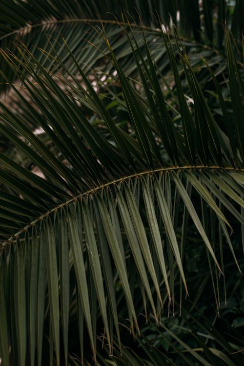 Free Detailed view of lush dark green palm leaves creating a tropical feel Stock Photo