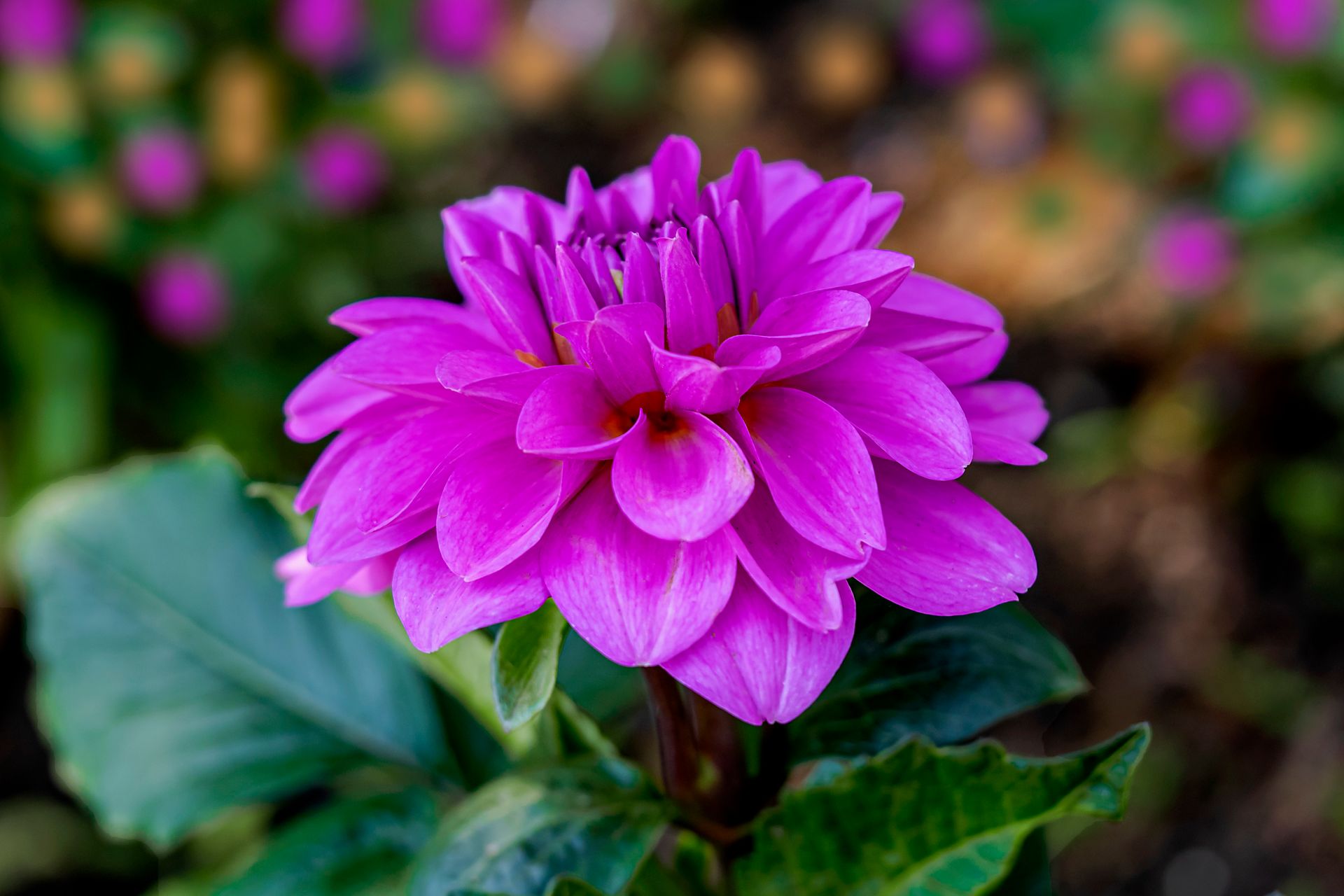 Close-up of a stunning fuchsia dahlia flower in bloom, showcasing its vibrant petals.
