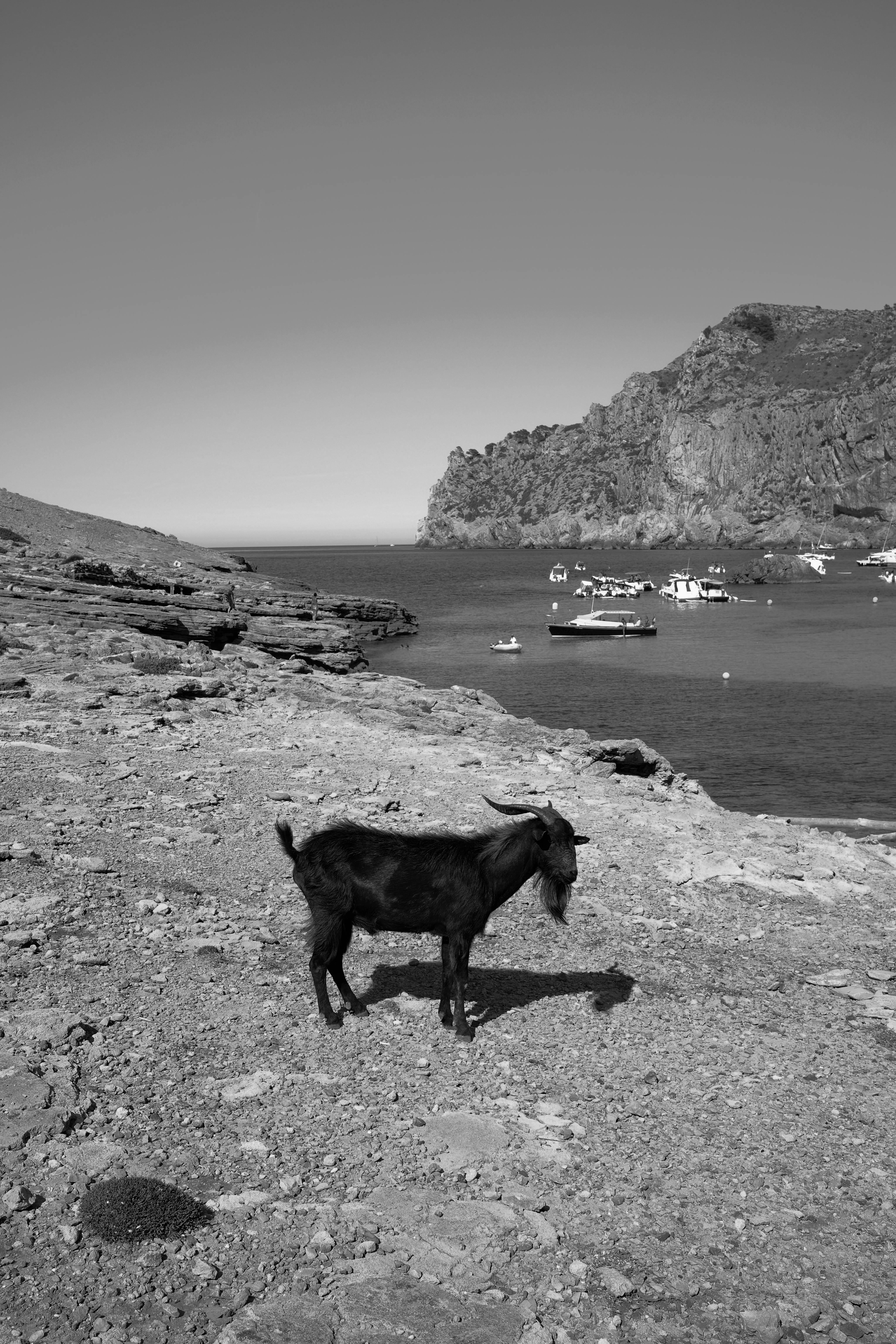A black goat stands on a rocky coast with scenic views of Mallorca, Spain.