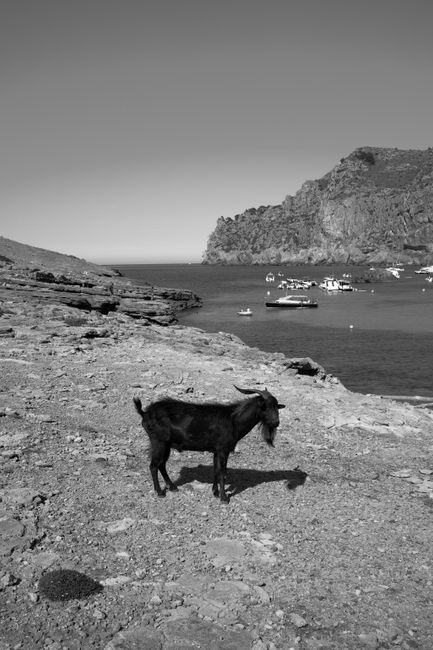A black goat stands on a rocky coast with scenic views of Mallorca, Spain.