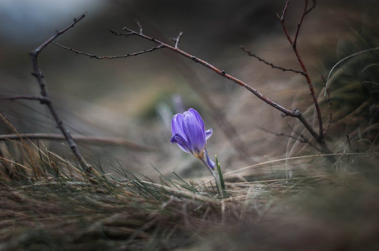 Violet Flower Growing In Grass