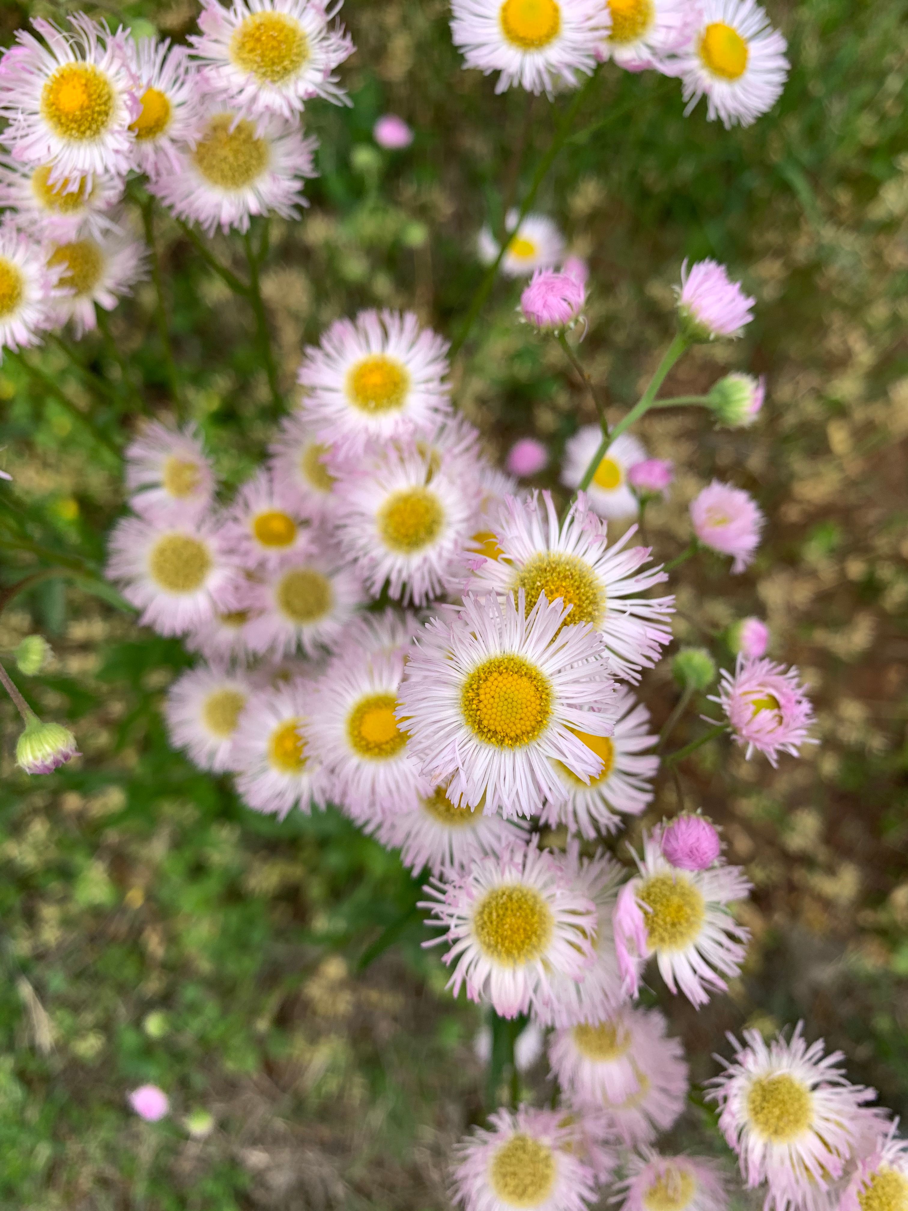 White Daisy Flowers · Free Stock Photo