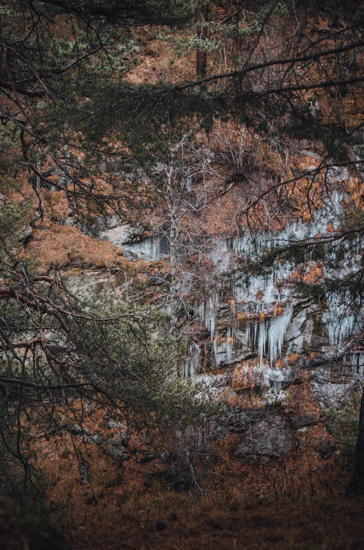 Trees, Branches And Leaves In Autumn 