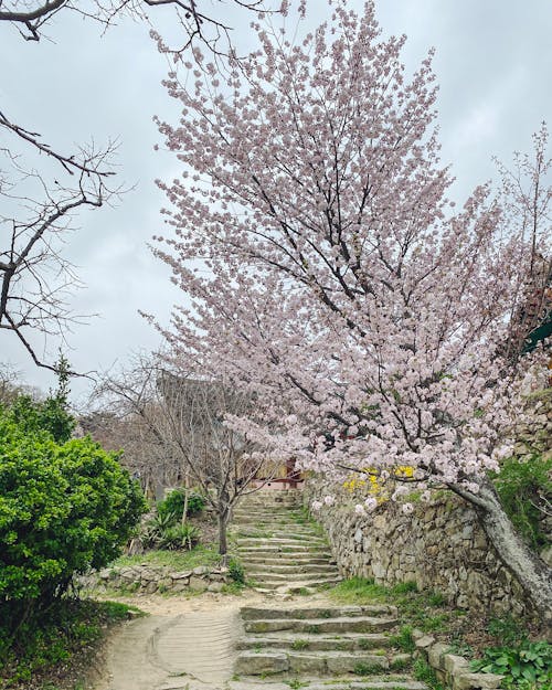 Foto profissional grátis de beleza, cerejeira, flor de cerejeira