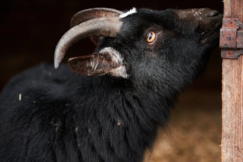 Bezpłatne Darmowe zdjęcie z galerii z czarne futro, głowa zwierzęcia, koza Zdjęcie z galerii