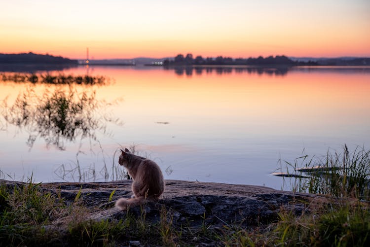 A Cat On A Rock Near A Body Of Water