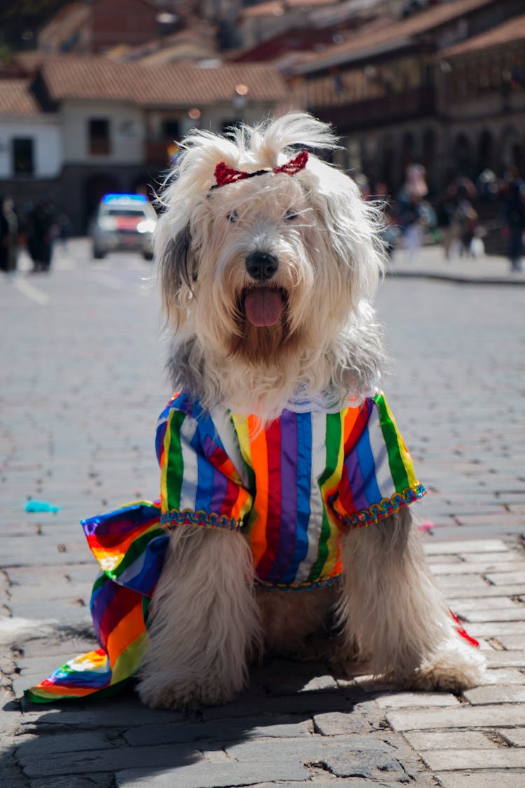 White Dog Wearing Multi Color Shirt