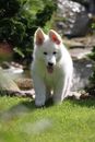 Free stock photo of animal, canine, cute