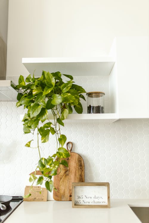 Free Hanging Plant on a Multilevel Shelves Stock Photo