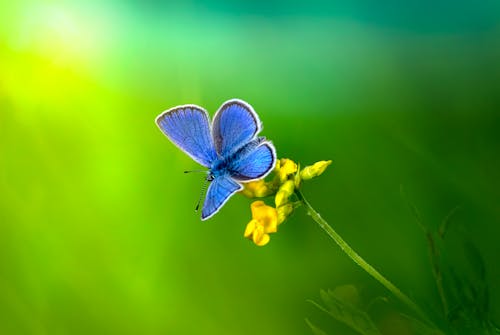 무료 나비, 노란색 꽃, 블루의 무료 스톡 사진