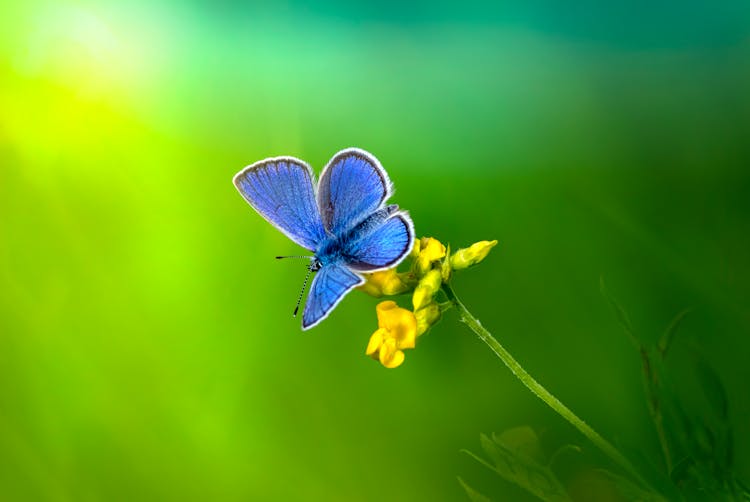 A Blue Butterfly On A Yellow Wildflower