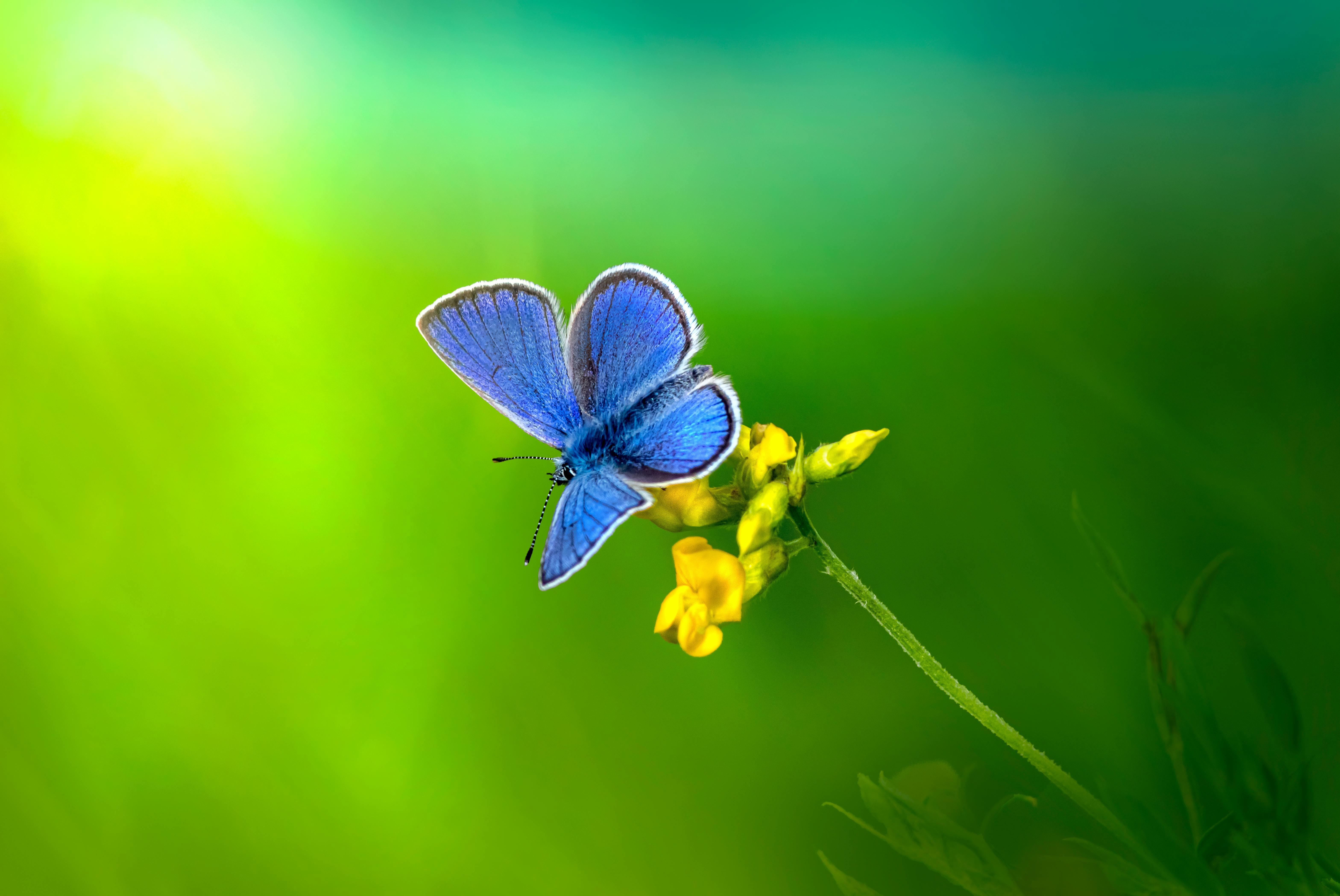 Blue Butterfly Photos, Download The BEST Free Blue Butterfly Stock Photos &  HD Images