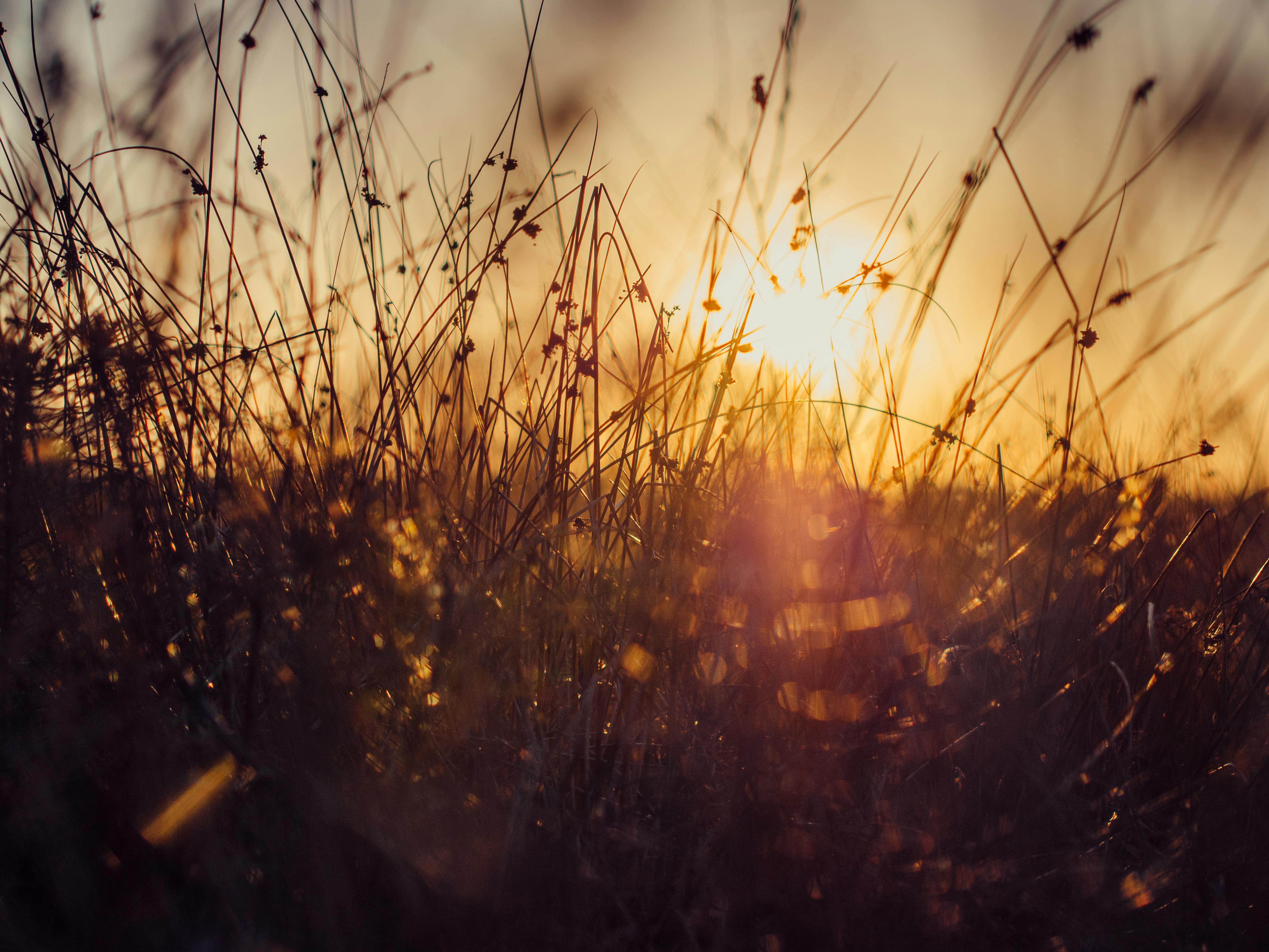 Wheat Grains during Sunset · Free Stock Photo