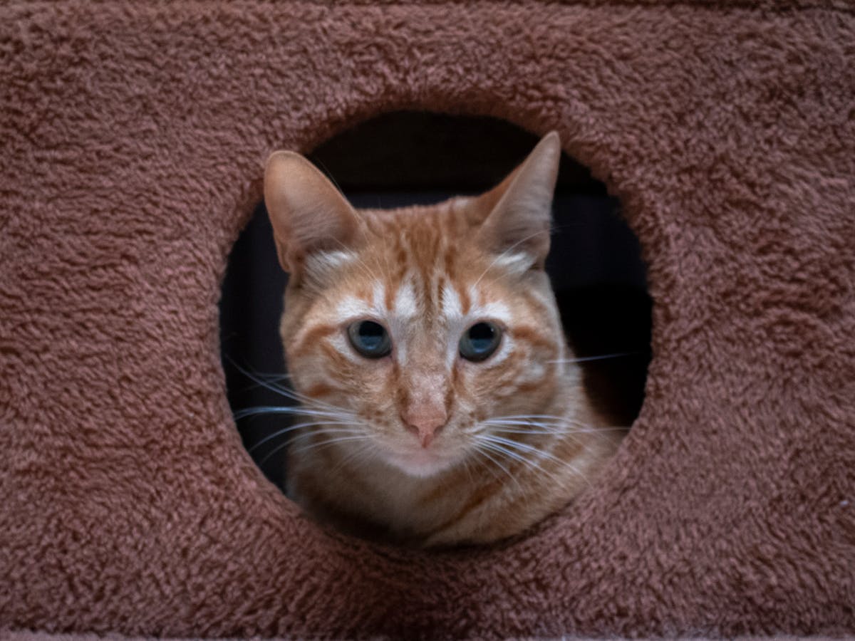 Cozy neutral boho corner with jute rug, plants, and wooden furniture
