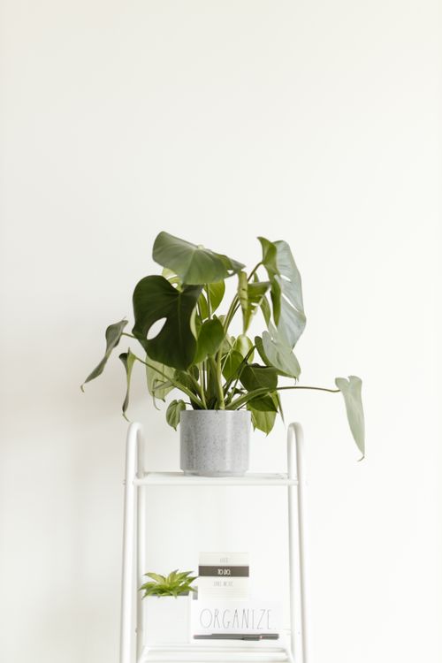 Green Plant on a Gray Ceramic Pot · Free Stock Photo
