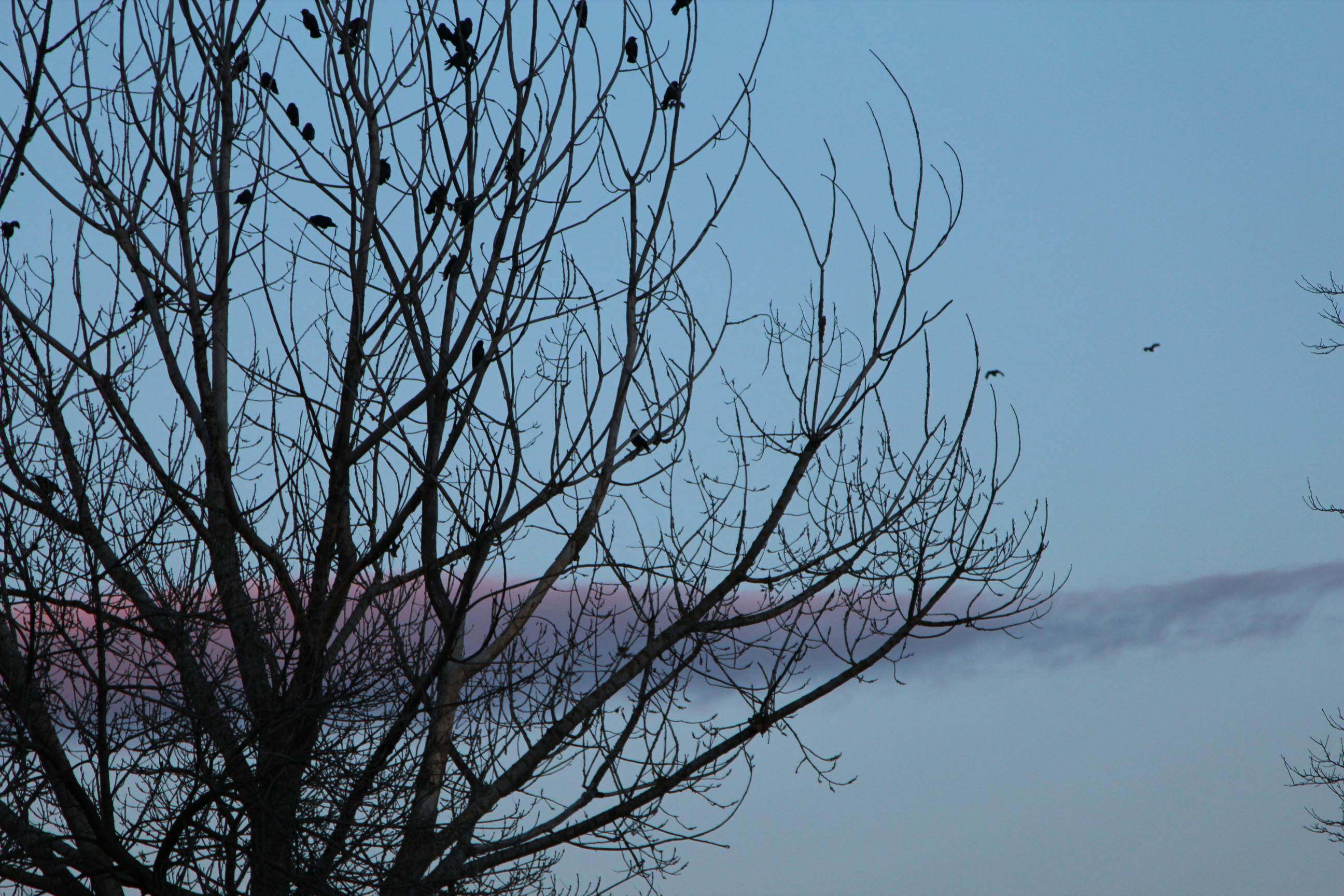Free stock photo of #Nature #Winter #Sunshine #Sky #Bird