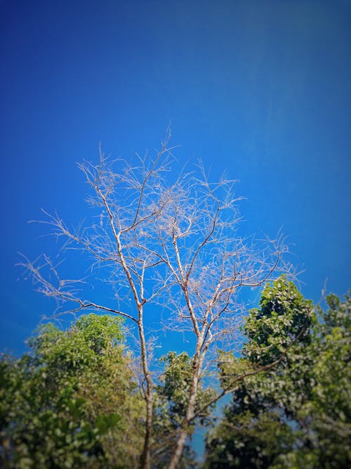 Free stock photo of dead tree