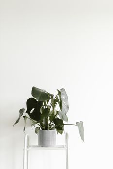 A potted Monstera plant on a white stand with a minimalist white wall backdrop.