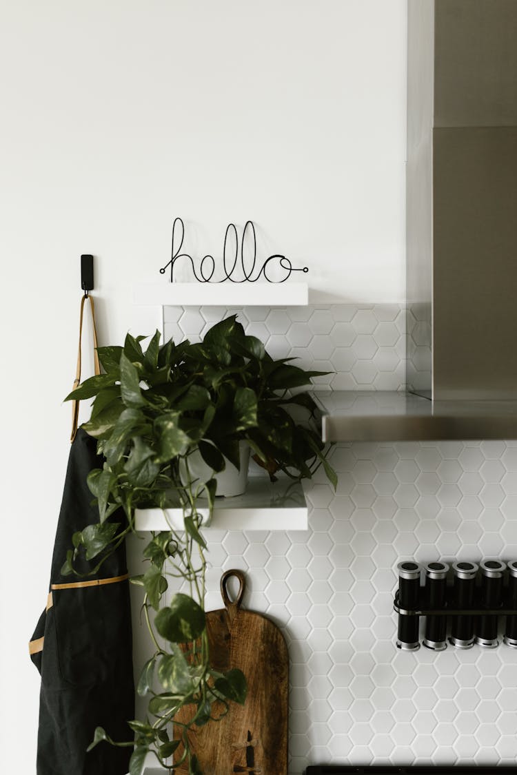 Green Plant On A Kitchen Counter Top 