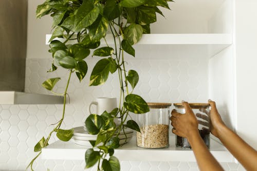 Kostenloses Stock Foto zu glasgefäße, grüne pflanze, küchenschrank