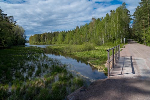 River and Green Forest