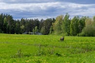 A Wild Deer on the Grassfield