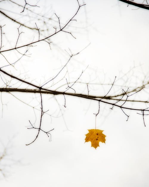 A Yellow Maple Leaf on Tree Branch