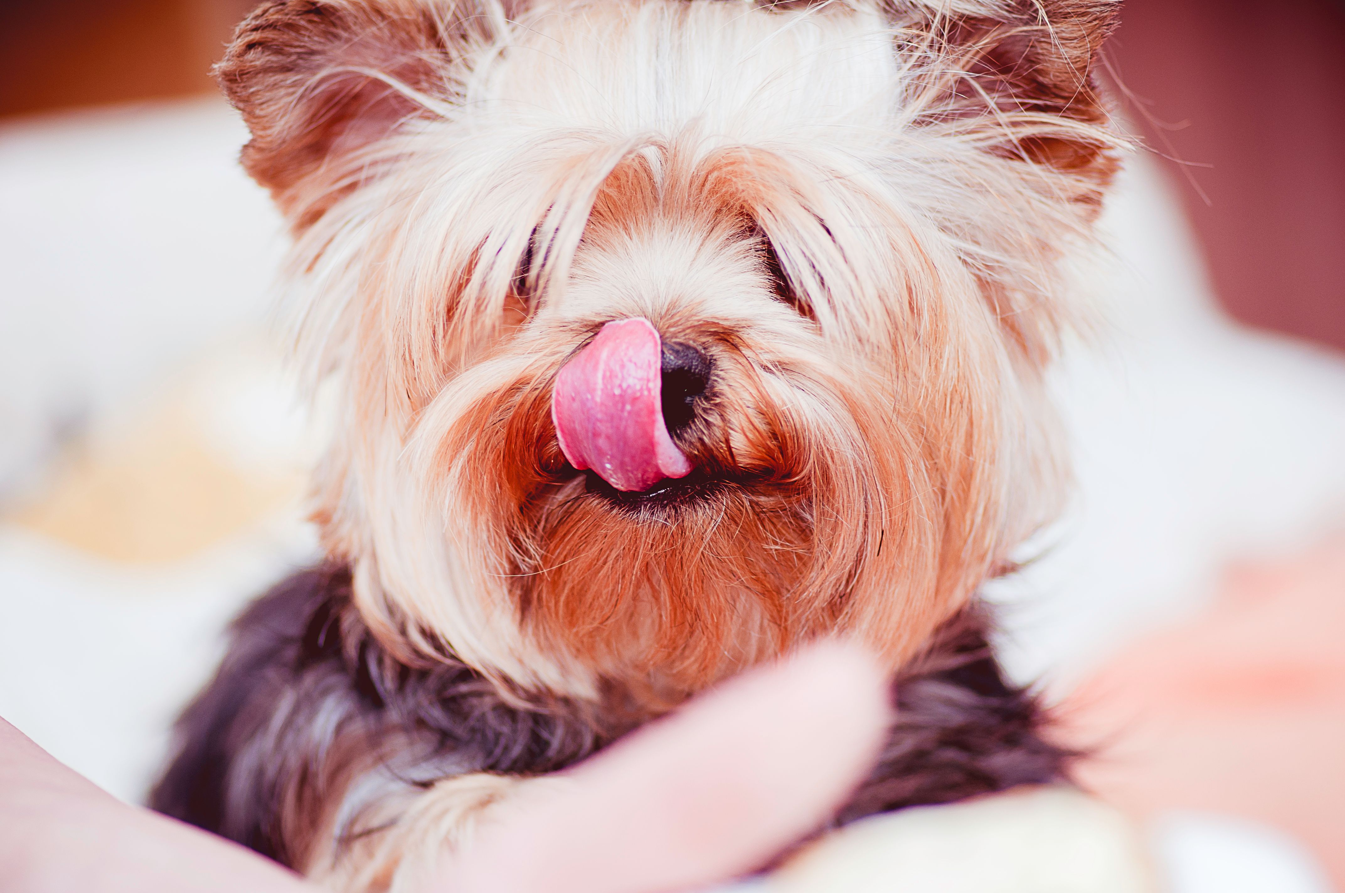 Perro esterilizado