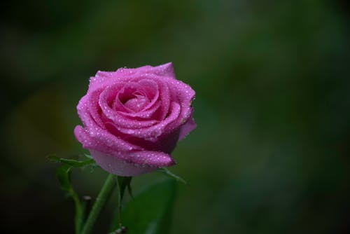 Fotos de stock gratuitas de agua, de cerca, disparo macro