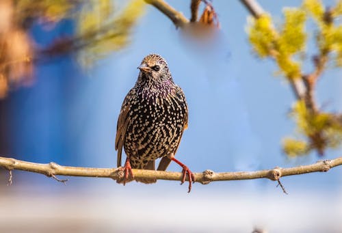 A Common Starling Perched on a Tree Branch