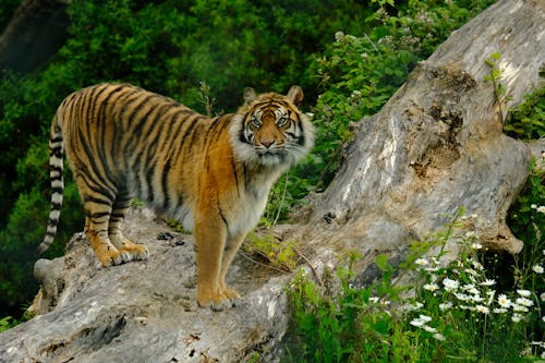 Photo of a Tiger