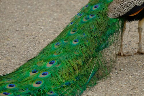 Free stock photo of fota, fota wildlife park, peacock Stock Photo