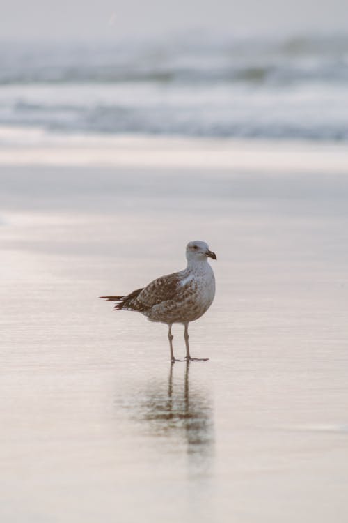 Photo of Seagull on Shore
