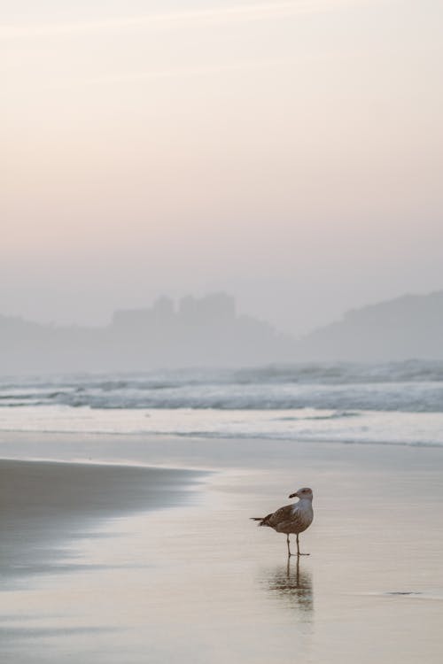 A Seagull on Seashore
