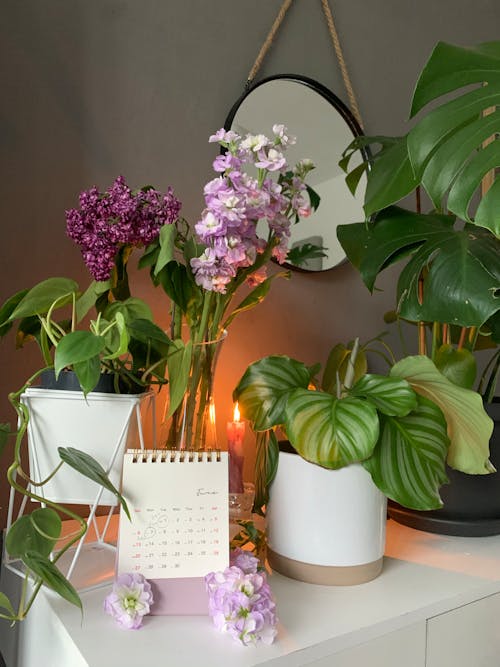 垂直拍摄, 室內植物, 室內設計 的 免费素材图片
