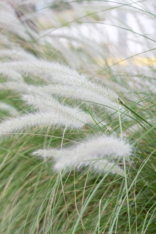 Close-Up Shot of Cogon Grass