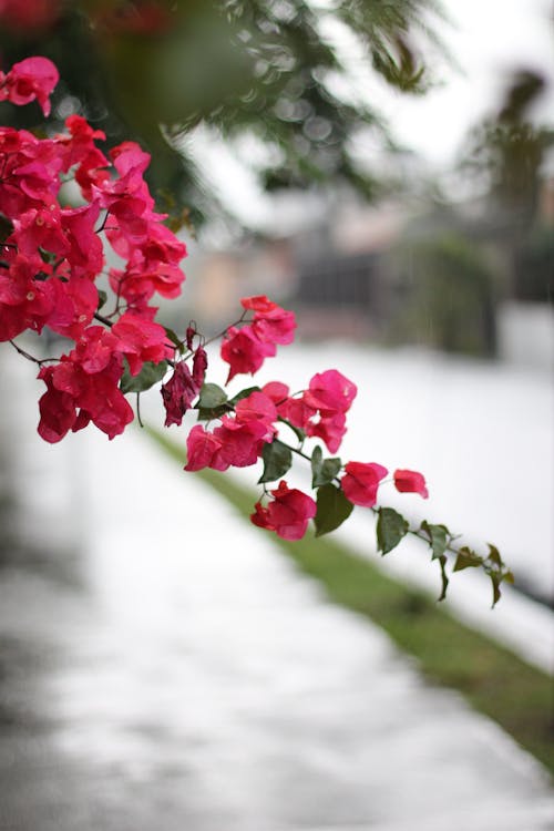 Free stock photo of bougainvillea, bougainvilleas, chill