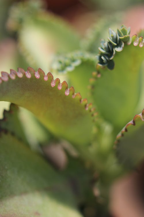 Free stock photo of curve, green, green leaf